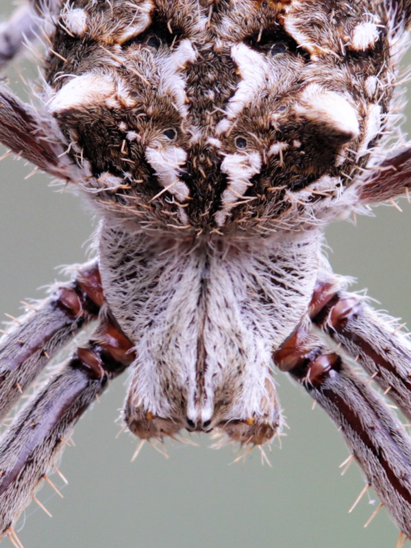 Knobbled Orbweaver Spider (Eriophora pustulosa)